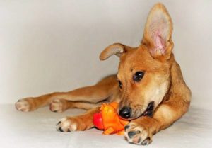 Herpes vakcina kutyák - garantálja a sikeres tenyésztés, kutya kennel - labrador