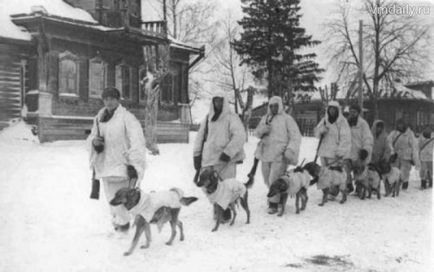 Seara Moscova - 7 câini - eroi ai Marelui Război Patriotic