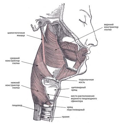 A felső nyelőcső záróizom