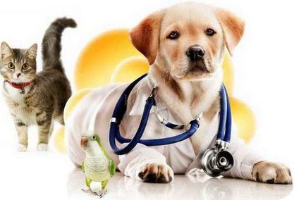 Clinici veterinare în piept