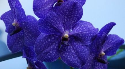 Tipuri de orhidee Foto