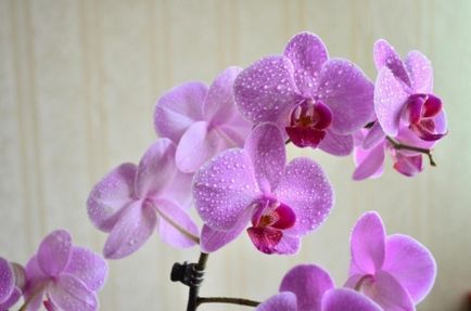 Tipuri de orhidee Foto