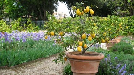 Villa Borghese din Roma, Borghese Gallery pe hartă