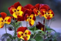 Viola (pansy) pe patul de flori din grădina plantare, îngrijire, specie, varietăți, reproducere, combinație cu