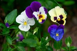 Viola (pansamente) pe patul de flori din grădina plantare, îngrijire, specie, soiuri, reproducere, combinație cu