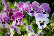 Viola (pansamente) pe patul de flori din grădina plantare, îngrijire, specie, soiuri, reproducere, combinație cu