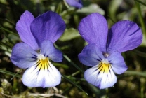 Viola (pansamente) pe patul de flori din grădina plantare, îngrijire, specie, soiuri, reproducere, combinație cu