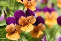 Viola (pansy) pe patul de flori din grădina plantare, îngrijire, specie, varietăți, reproducere, combinație cu