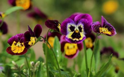 Viola (pansamente) pe patul de flori din grădina plantare, îngrijire, specie, soiuri, reproducere, combinație cu