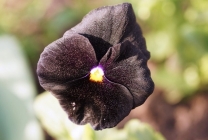 Viola (pansamente) pe patul de flori din grădina plantare, îngrijire, specie, soiuri, reproducere, combinație cu