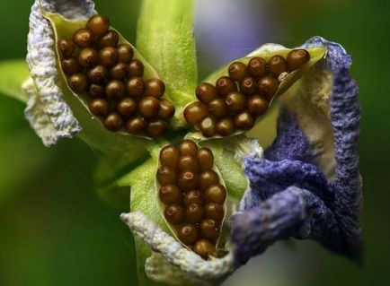 Viola (pansamente) pe patul de flori din grădina plantare, îngrijire, specie, soiuri, reproducere, combinație cu