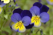 Viola (pansamente) pe patul de flori din grădina plantare, îngrijire, specie, soiuri, reproducere, combinație cu