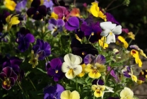 Viola (pansamente) pe patul de flori din grădina plantare, îngrijire, specie, soiuri, reproducere, combinație cu