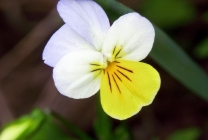 Viola (pansy) pe patul de flori din grădina plantare, îngrijire, specie, varietăți, reproducere, combinație cu