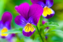 Viola (pansy) pe patul de flori din grădina de plantare, îngrijire, specie, varietăți, reproducere, combinație cu