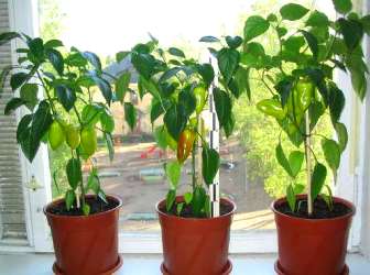 Grow paprika otthon (édes) Mi nőnek paprika otthon