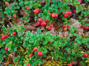 Cranberries, cranberries și flori roșii