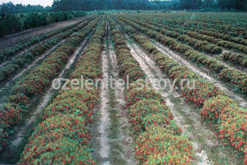 Növekvő áfonya, vörös áfonya és Krasniqi