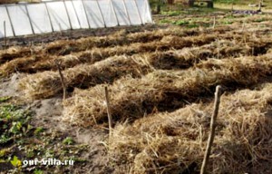 Cultivarea usturoiului de iarnă în zona suburbană