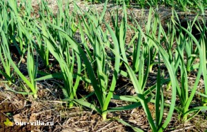 Cultivarea usturoiului de iarnă în zona suburbană