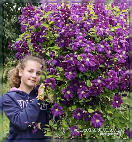 Cultivarea clematis pe urals - plantare și îngrijire, un site despre o grădină, o reședință de vară și plante de apartament