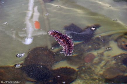 Cultivarea fructelor de mare în sudul Sahalinului, note ilustrate