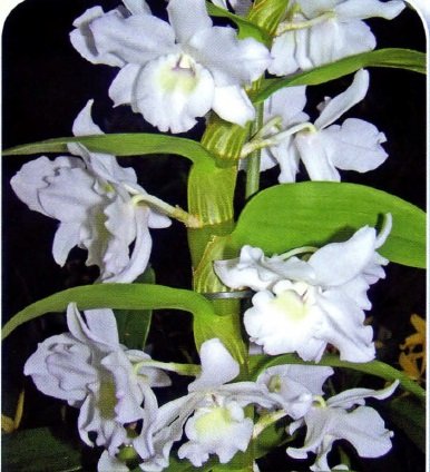 Cultivarea orhideelor ​​la domiciliu - un blog de sfaturi utile pentru gradinari
