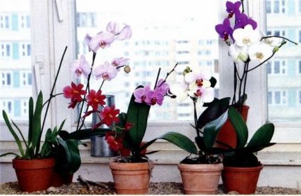 Cultivarea orhideelor ​​la domiciliu - un blog de sfaturi utile pentru gradinari