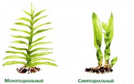 Вирощування орхідей в домашніх умовах - блог корисних порад садівникам