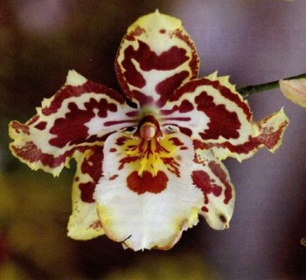 Növekvő orchideák otthon - blog tippeket kertészek