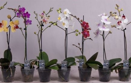 Вирощування орхідей в домашніх умовах - воно того варте! Важливі моменти і правила догляду за