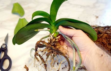 Cultivarea orhideelor ​​în casă - merită! Puncte importante și reguli de îngrijire pentru