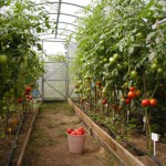 Вирощування овочів круглий рік в теплиці