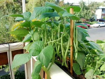 Вирощування овощноой квасолі на балконі і лоджії - город в квартирі - вирощування рослин