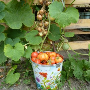 Cultivarea tomatelor într-un șanț - o grădină fără griji
