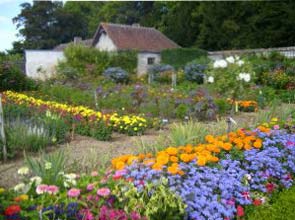 Cultivarea florilor în grădină la cabană sau pe site este o experiență foarte plăcută și comunicare cu natura