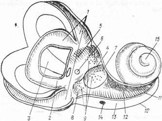 Urechea interioară (labirint)