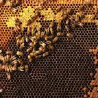 Питання до бджолярів