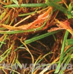 Dușmanii gazonului - ghiduri - semințe de iarbă de gazon