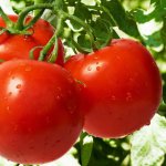 Шкідники і хвороби томатів, перцю, баклажанів - cельхозпортал