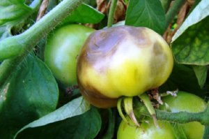 Шкідники і хвороби томатів, перцю, баклажанів - cельхозпортал
