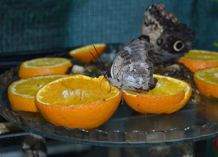 Találkozó lepkék vagy egy nap a paradicsomban, petbuk - egy blog a háziállat