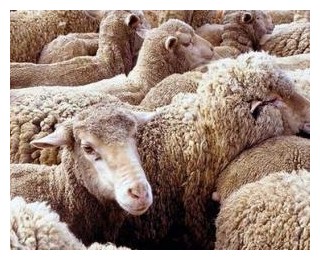 Rasa Vyatka de oi - agrodelo (oaie) Vyatka rasă de oi - agrodelo