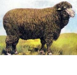 Вятская порода овець - agroxxi