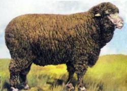 Vyatka rasă de oi, mașini de forfecare a oilor