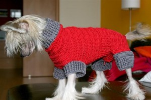 Tricotat pentru câini, tricotat, croșetat, lecții de tricotat