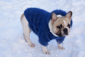 Tricotat pentru câini, tricotat, croșetat, lecții de tricotat