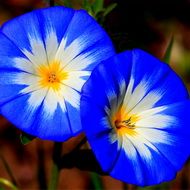 Березка триколірний (convolvulus tricolor)