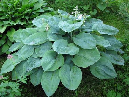 Hosta, reproducere, cultivare, îngrijire, exemple de design peisagistic, foto și video