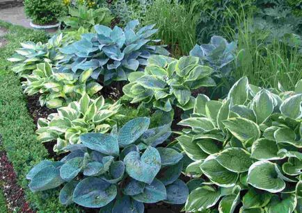 Hosta, reproducere, cultivare, îngrijire, exemple de design peisagistic, foto și video